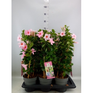 Mandevilla am. 'Sundav Cream Pink'