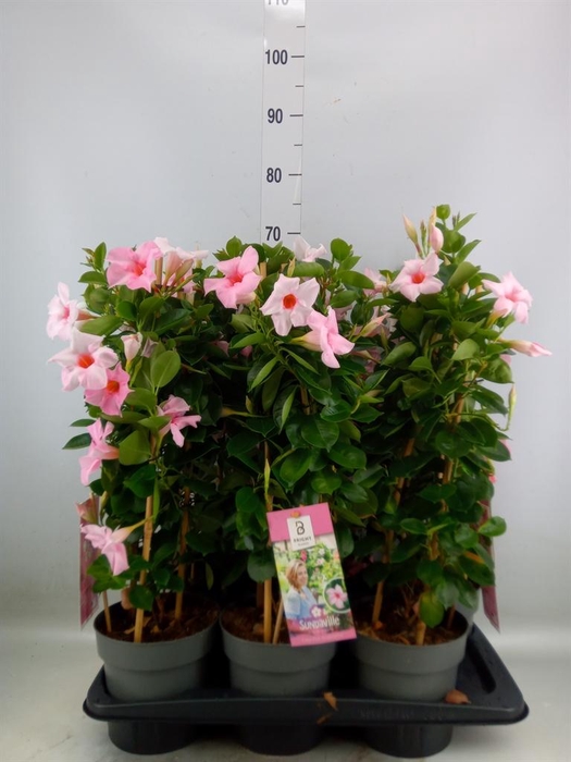 <h4>Mandevilla am. 'Sundav Cream Pink'</h4>