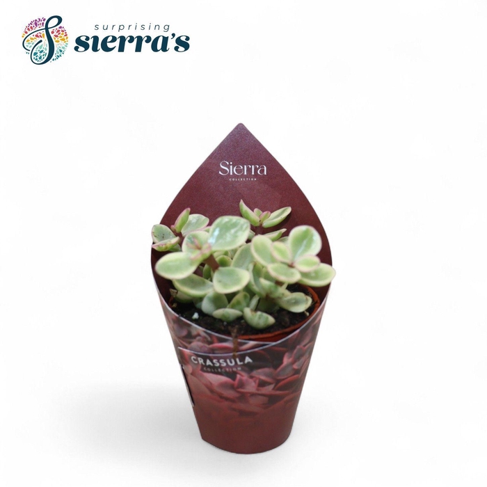 <h4>Crassula Afra Variegata (Sierra)</h4>
