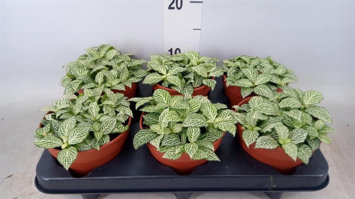 <h4>Fittonia   ...</h4>