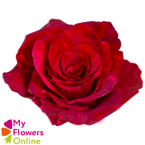 <h4>R Gr Red Panther Red 50cm EC</h4>