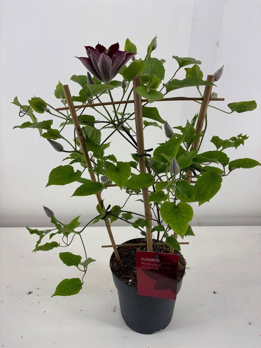 <h4>Clematis  'Boulevard'   ...</h4>