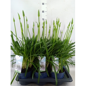 Agapanthus  'Amourette Superb Whit'