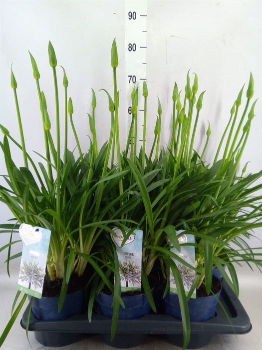 <h4>Agapanthus  'Amourette Superb Whit'</h4>