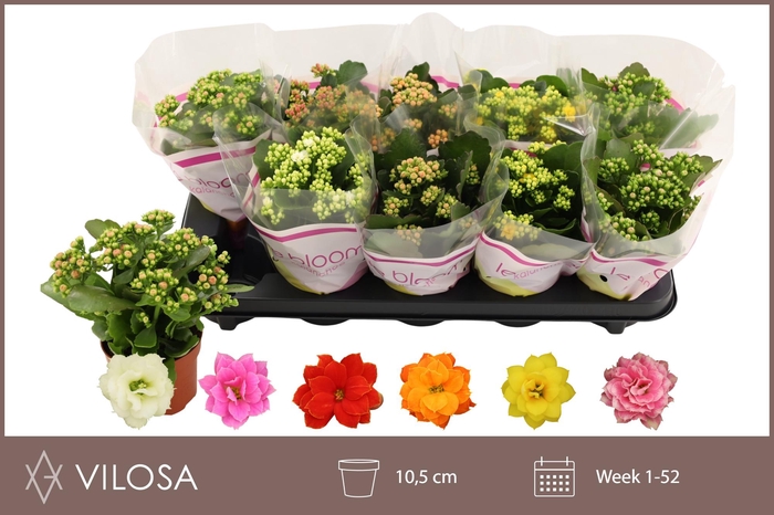 <h4>KAL GE GEM 6 KL</h4>