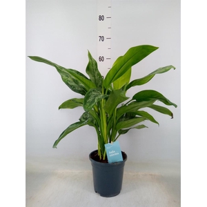 Aglaonema  'Painted Princess'