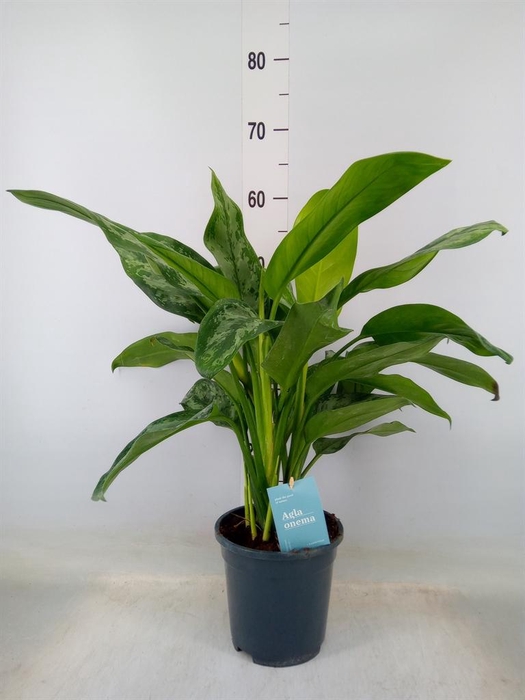 <h4>Aglaonema  'Painted Princess'</h4>