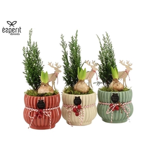 Arrangementen Kerst 6%