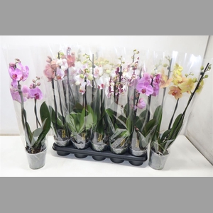 Phal Gem 5 Kl