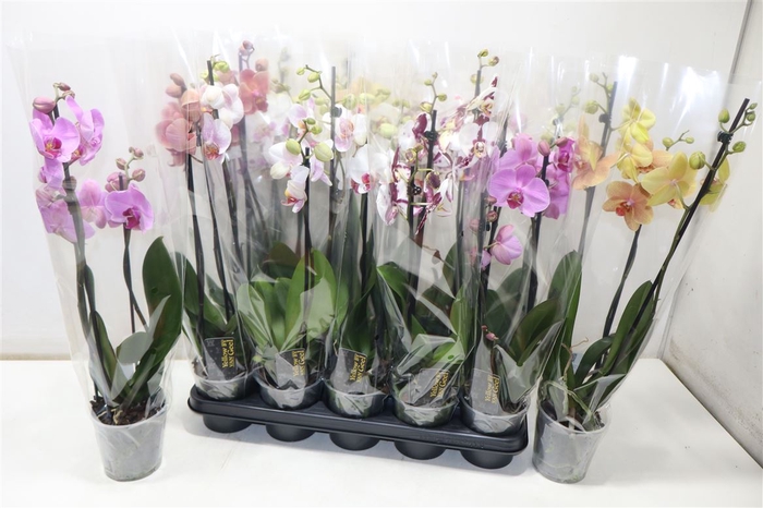 <h4>Phal Gem 5 Kl</h4>