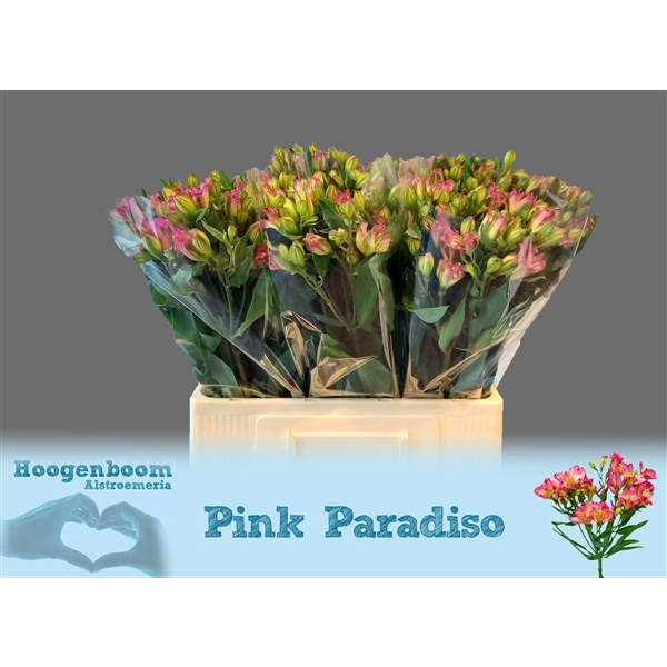 <h4>Alstroemeria Pink Paradiso 40 gram</h4>