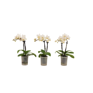 Phal Tiny Dolls Wit 2T12+ Aqu@