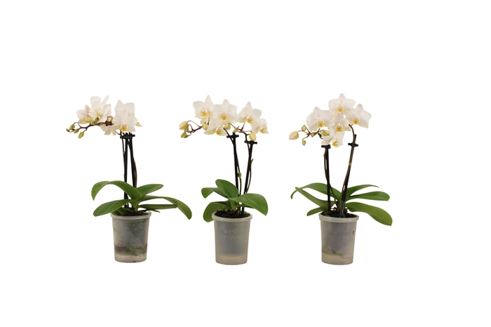 <h4>Phal Tiny Dolls Wit 2T12+ Aqu@</h4>