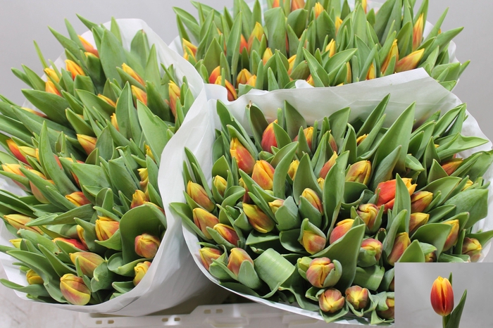 <h4>TU EN BOMBITA</h4>