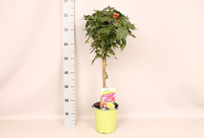 Stam 19cm Abutilon Red