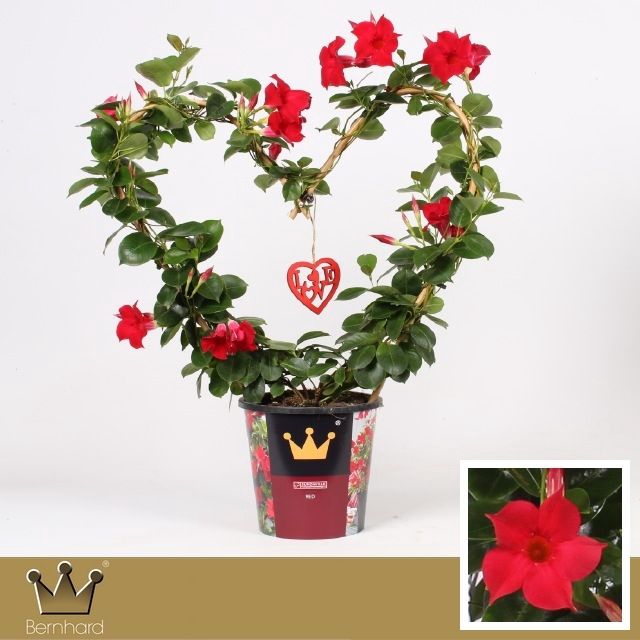 <h4>Mandevilla red heart</h4>