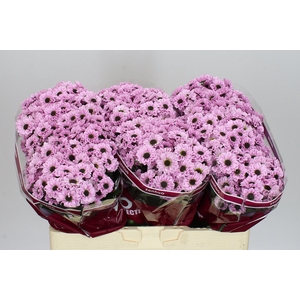 Sant Yin Yang Pink