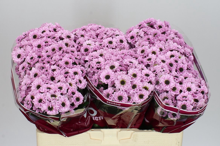 <h4>Sant Yin Yang Pink</h4>