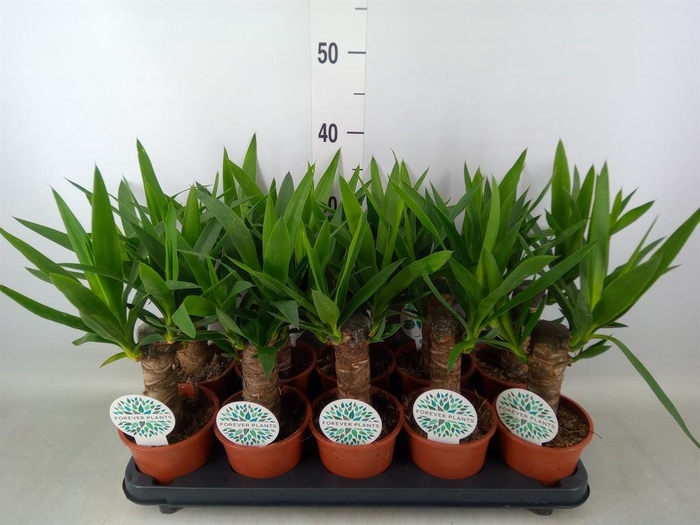 <h4>Yucca   ...</h4>