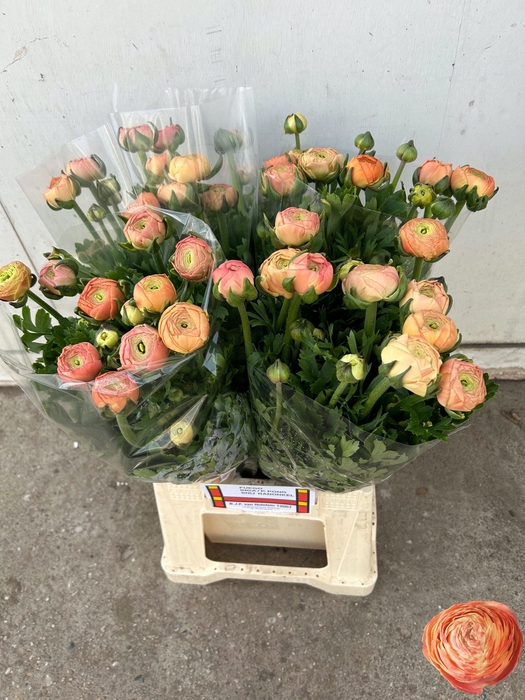 <h4>RAN AAZUR SALMON</h4>