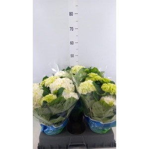 Hydrangea mac. 'Wudu'