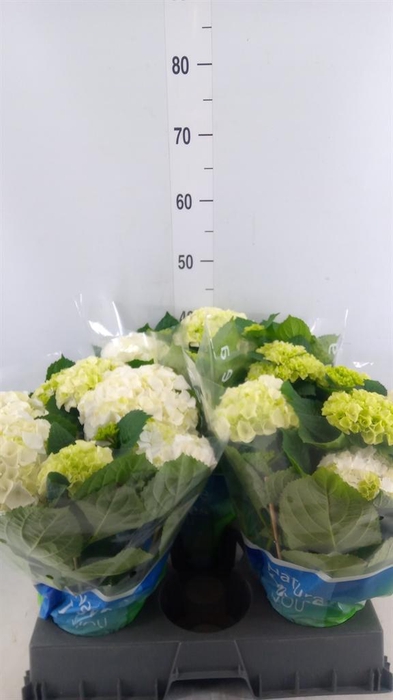 <h4>Hydrangea mac. 'Wudu'</h4>