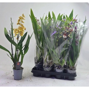 ORCHIDEEEN GEM