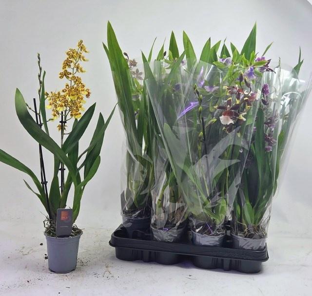 <h4>ORCHIDEEEN GEM</h4>