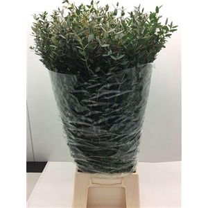 Euc Parvifolia Lang
