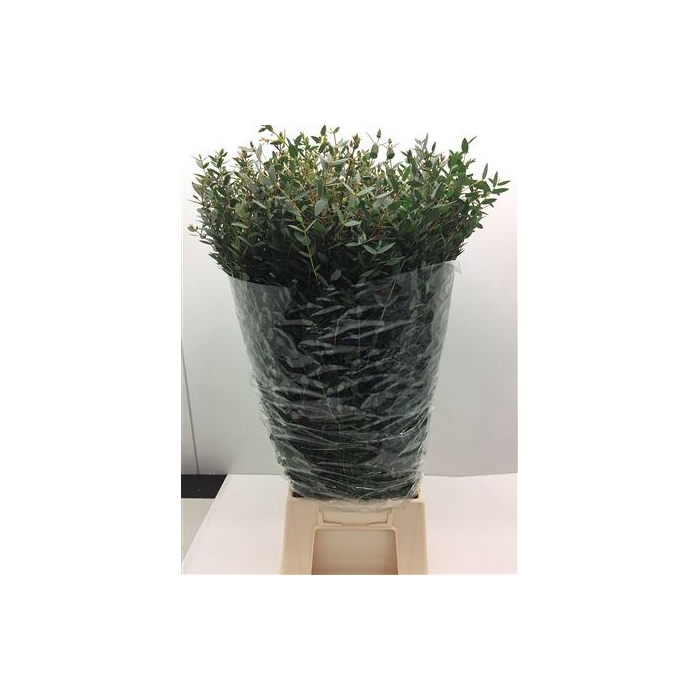 <h4>Euc Parvifolia Lang</h4>
