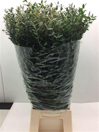 Euc Parvifolia Lang