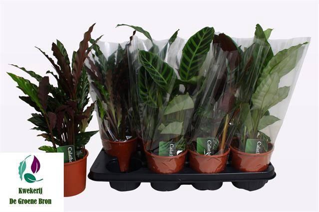 <h4>CALAT GEM 3 SRT</h4>