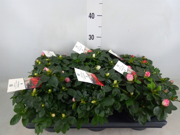 <h4>Rhododendron sim.   ...mix</h4>