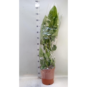 Schefflera actin. 'Amate'