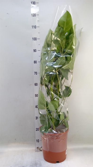 <h4>Schefflera actin. 'Amate'</h4>