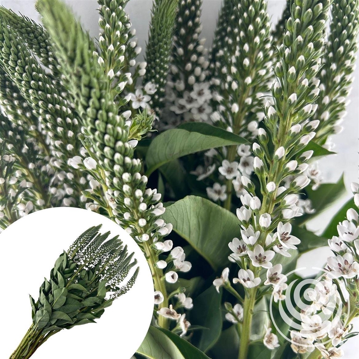 <h4>Lysimachia</h4>