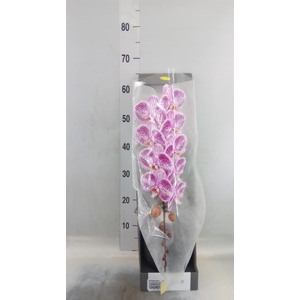 Phalaenopsis   ...lilac
