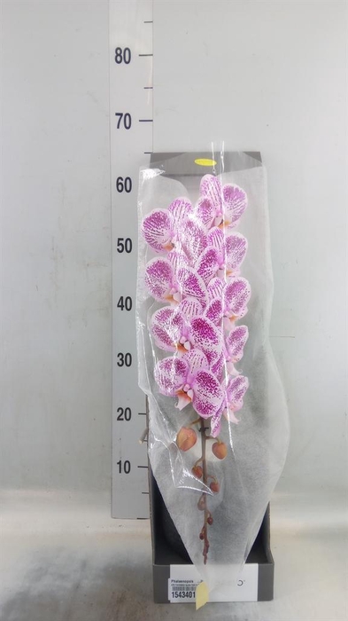 <h4>Phalaenopsis   ...lilac</h4>