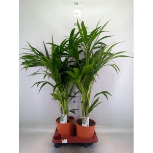 Howea forsteriana
