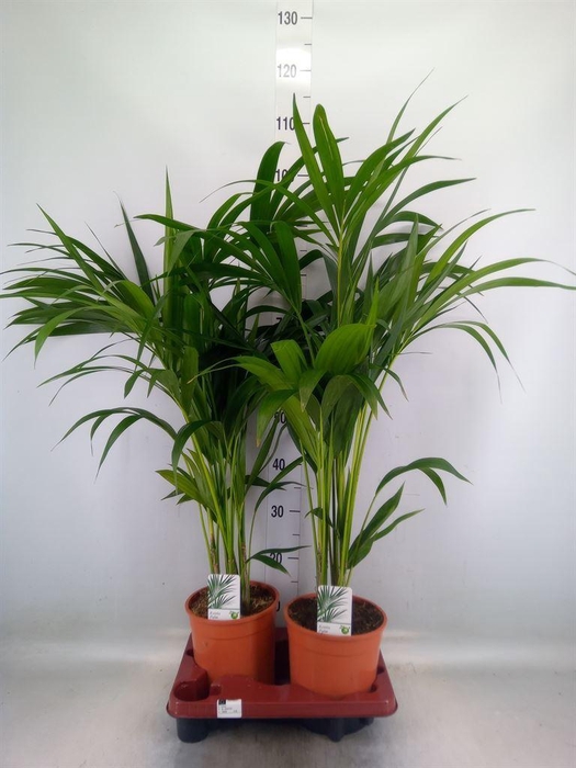 <h4>Howea forsteriana</h4>