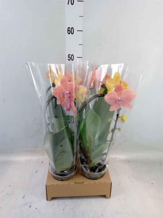 <h4>Phalaenopsis  'Elegant Cascade'</h4>