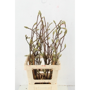 MAGNOLIA LENNEI ALBA PER STEM 070CM