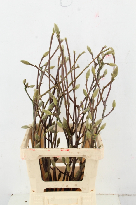 <h4>MAGNOLIA LENNEI ALBA PER STEM 070CM</h4>