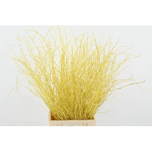 Betula Bs Yellow FST