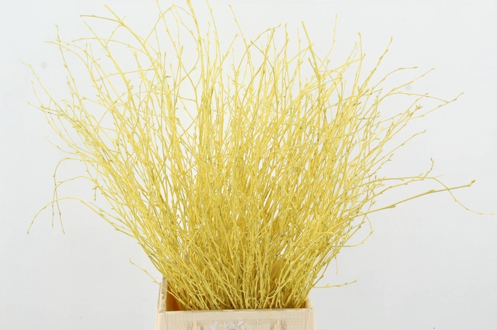 <h4>Betula Bs Yellow FST</h4>