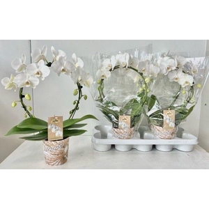 White Spiegelboog