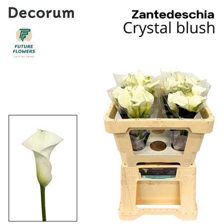 <h4>Zant Crystal Blush</h4>