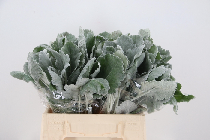 <h4>JACOBAEA NEW LOOK</h4>