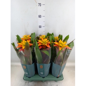 Guzmania  'Fiero Yellow'