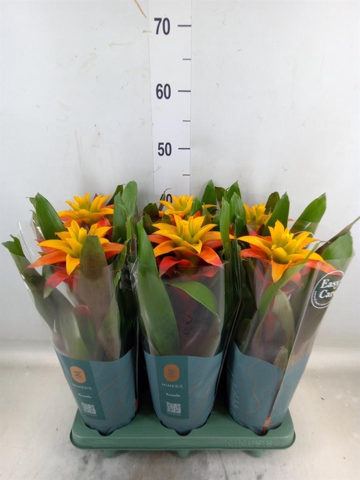 <h4>Guzmania  'Fiero Yellow'</h4>